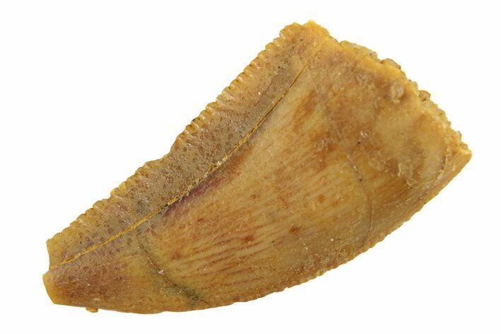 Serrated, Raptor Tooth - Real Dinosaur Tooth #268720